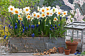 Blumenkasten mit Traubenhyazinthen (Muscari), Narzissen (Narcissus), Zwiebeln und Pflanztöpfe, Minigewächshaus, Zierkirsche