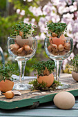 Osterdekoration, Eierschalen mit Kresse und Zwiebeln im Glas auf Holztablett