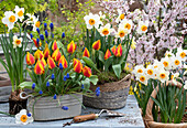 Flower pots with daffodils (Narcissus), tulips (Tulipa), grape hyacinths (Muscari) and garden tools on a table