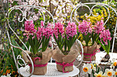 Hyazinthen (Hyacinthus) in Töpfen mit Jutestoff als Dekoration, Narzissenstrauß (Narcissus) auf Gartenstühlen