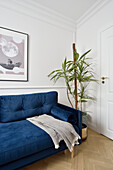 Blaues Polstersofa und Zimmerpflanze vor weißer Wand mit eleganten Stuckarbeiten