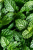 Fresh mint leaves (fills the picture)