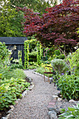 Gravel path leads through lushly planted garden with Japanese fan maple (Acer japonicum)