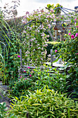 Schmiedeeiserner Pavillon umgeben von Kletterrosen (Rosa) und Klematis (Clematis) im Garten