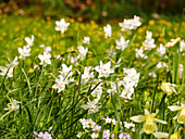 Weiße Narzisse in einer Frühlingsblumenwiese