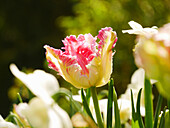A pink and white parrot tulip