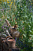 Garden utensils on a wall in front of a bed with bulbs, viper's bugloss, crown vetch and poppies