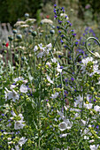 White musk mallow, viper's bugloss and opium poppy in the garden