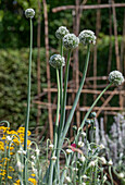 Ornamental leek, opium poppy and bulbs in the summer garden bed