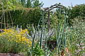 Ornamental leek and dyer's chamomile in the summer garden bed