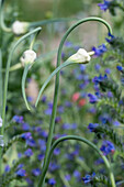 Etagenzwiebeln (Allium proliferum) im Hintergrund blühender Natternkopf (Echium vulgare)