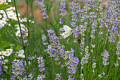 Cabbage white butterfly and bumblebee on flowering lavender in the garden