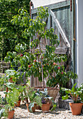 Pfirsichbäumchen 'Melred'  im Kübel auf der Terrasse