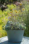 Flowering drumstick (Craspedia globosa) with echeveria in a pot on a patio table