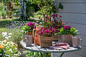 Blühendes Sedum spurium und Bartnelken in Töpfen auf Terrassentisch im sommerlichen Garten