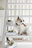 Little dog sits on a white staircase with white presents