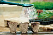 Watering planted pepper seeds in eco friendly pots