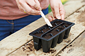 Preparing soil with a seed dibber to sow seeds