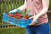 Young courgette plants being carried in a plastic storage tray