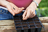 Planting lettuce seeds in pot trays
