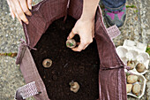 Planting seed potatoes in a potato sack