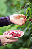 Lady harvesting raspberries
