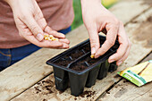 Sowing sweetcorn seeds in a seed tray