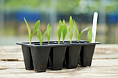 A tray of sweetcorn seedlings with plant label