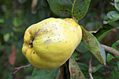A pear quince on a tree