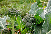Broccoli in a garden
