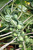 Brussels sprouts in the garden on the plant