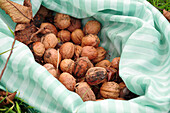 Walnuts, freshly harvested in a carrier bag