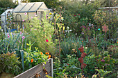 A colourful autumnal garden with a raised bed and a greenhouse