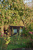 An allotment garden in autumn with an arbour under an apple tree