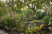 A natural autumnal garden with grasses and shrubs with a greenhouse in the background