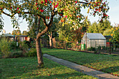 An allotment garden in autumn with an apple tree and a greenhouse