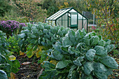 A raised bed in an autumnal allotment garden with Brussels sprouts