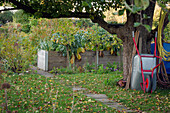 Herbstlicher Kleingarten mit Apfelbaum, Schubkarre und Hochbeet