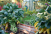 Brussels sprouts in a raised bed in an autumn allotment with greenhouse