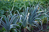 Leek and kale in beds