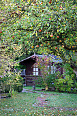 Garden shed in the allotment garden in autumn with apple tree