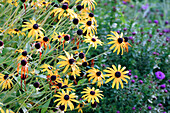 Autumn bed with coneflower (Rudbeckia)