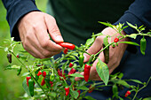 Man harvesting chilli peppers