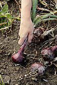 Harvesting Red Onions