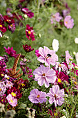 Sommerblumen, Cosmea (Cosmos) mit Hummel im Garten