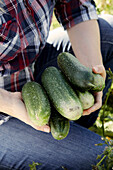 Hands holding freshly harvested garden cucumbers