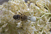 Veränderliche Krabbenspinne (Misumena Vatia), erwachsenes Weibchen, mit Honigbiene als Beute, auf Blüten des Holunders (Sambucus nigra), Bentley, Suffolk, England