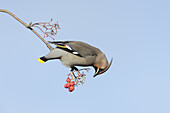 Böhmischer Seidenschwanz (Bombycilla garrulus) ausgewachsener Vogel, Fütterung auf Rowan (Sorbus aucuparia) Beere, Lichfield, Staffordshire, England, November