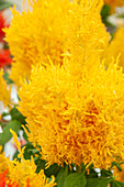 Federbusch-Celosie (Celosia plumosa) 'Century Yellow'
