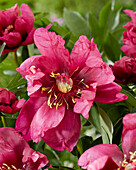 Pfingstrose (Paeonia) 'Pink Undone'